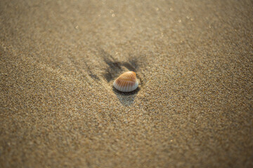 Seashell discovery sandy beach nature photography coastal environment close-up view serenity and reflection