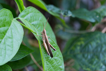 Grasshopper resting on green leaf tropical forest nature photography close-up natural habitat insect behavior