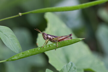 Grasshopper observation tropical rainforest wildlife photography lush greenery close-up view nature's intricate creatures
