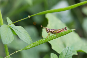 Grasshopper on green leaf nature photography close-up outdoor environment serene viewpoint macro concept