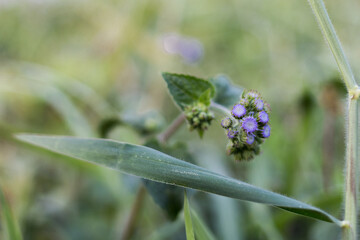 Vibrant purple flower blooming in green grass nature scene close-up photography tranquil environment serene viewpoint