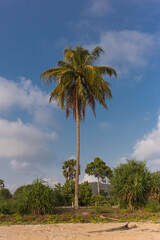 Fototapeta premium Coconut palm tree against blue sky tropical beach nature photography warm environment scenic view serene ambiance
