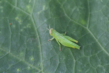 Green grasshopper on leaf nature close-up macro photography natural habitat detailed view insect behavior
