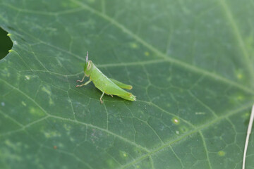 Grasshopper on a leaf nature's intricate details close-up photography green environment outdoor perspective
