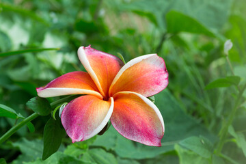 Vibrant pink and orange flower blooming in a lush garden nature photography close-up view botanical beauty