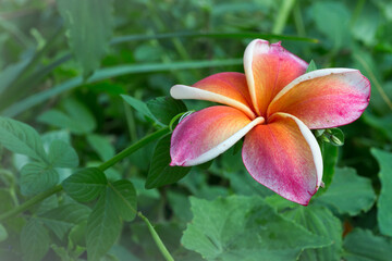 Vibrant plumeria blossom tropical garden macro photography lush greenery close-up nature's beauty unveiled