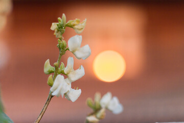 Delicate white flowers against a sunset background nature photography outdoor setting close-up view serenity concept