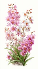 Delicate pink and white orchids are depicted in a traditional Chinese ink wash style with a minimal transparent background creating artwork.