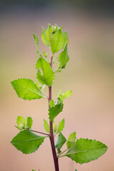 Growing green young plant in nature's embrace close-up shot fresh environment natural beauty