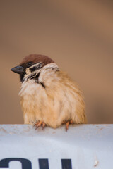 Charming sparrow perched on a sign urban environment wildlife photography close-up view nature observation