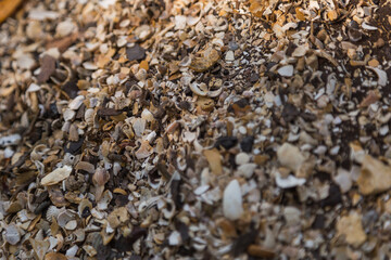 Marine shells and sand mixture coastal shoreline macro photography natural environment close-up view texture exploration