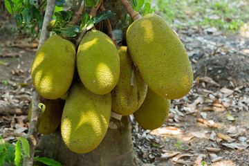 Harvesting jackfruit a bountiful season in nature's orchard green environment close-up view...