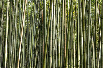 Fototapeta premium bamboo forest in the morning