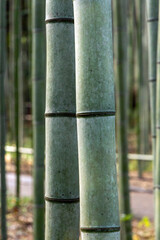 Fototapeta premium bamboo forest in japan