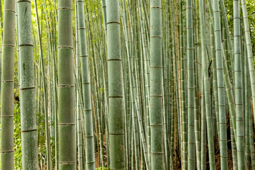 Obraz premium green bamboo background