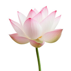 Fototapeta premium Closeup view of a delicate lotus flower on a Transparent background showcasing intricate petal details, Closeup view wilted lotus flowers isolated on PNG background