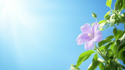 Fototapeta premium Pale flower, green leaves, bright sun, blue sky.