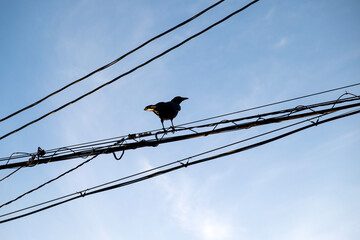 A crow sitting on a power line
