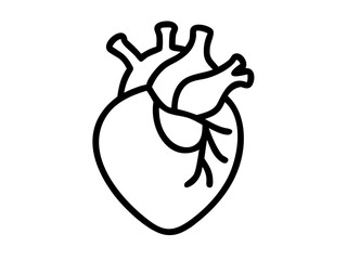 Anatomical Heart line art vector, Heart icon outline drawing vector illustration