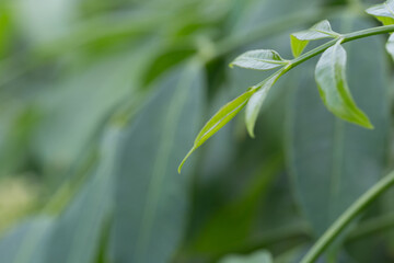 Lush green leaves in nature close-up photography serene environment freshness concept