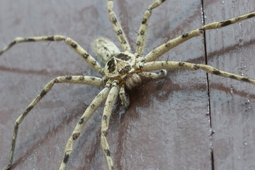 Close-up action of a spider crawling on wood surface nature setting macro photography outdoor environment
