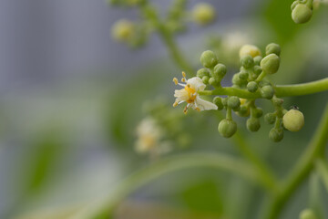 Delicate flowering plant buds blooming nature garden macro photography soft focus natural beauty