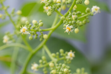 Delicate flowering plant buds serene garden nature photography bright environment close-up view growth concept