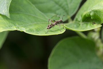 Ants on leaf in lush jungle nature macro photography vibrant green environment close-up perspective insect behavior