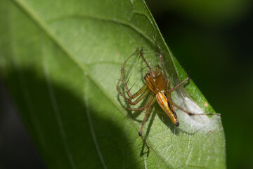 Spider crawling on green leaf in lush forest close-up wildlife photography nature macro view