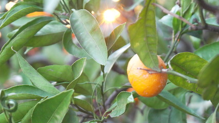 Oranges Sunlight Tree: Ripe citrus fruit on branch, sunlit orchard, autumn harvest.