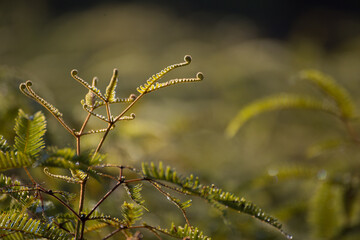 Nature's green awakening ferns growing in lush forest close-up photography vibrant environment natural serenity