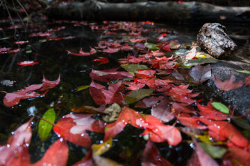 Colorful autumn leaves floating on a calm stream nature scene tranquil environment close-up view beauty of fall