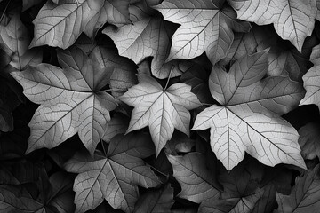 A close-up of autumn leaves in black and white