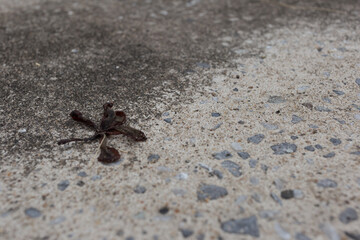 Fallen leaf on concrete surface urban environment nature photography close-up view symbol of change