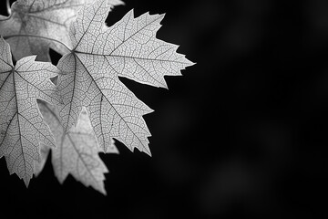 A close-up of autumn leaves in black and white