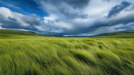 Obraz premium Windswept grass, hills, dramatic sky.