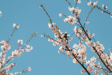 Close up of a Bulbul bird sitting on a blooming cherry blossom tree