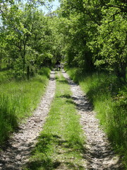A small, country-style dirt track in a lush forest - Petit chemin de terre carrossable et champêtre dans une forêt verdoyante
