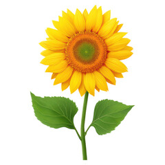 Fototapeta premium Bright and Vibrant Sunflower with Green Leaves on White Background, isolated on transparent background.