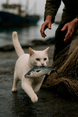 A realistic cinematic photo of a white cat stealing a fish from a fisherman's net and runs away