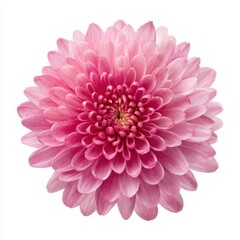 Pink chrysanthemum flower close up on white background