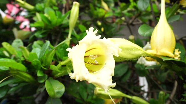 Yellow flower in the garden, Solandra grandiflora flowers are blooming