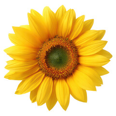 Fototapeta premium Bright and Cheerful Sunflower Bloom with Vibrant Yellow Petals, isolated on transparent background.