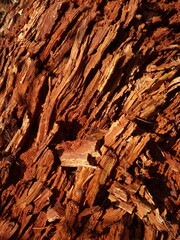 Texture of dead wood glowing in bright light - Texture de bois mort rougeoyant sous un bel...