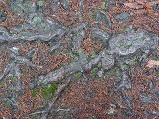 Close-up of outcropping roots in a pine forest - Gros plans de racines affleurantes dans une pinède