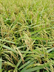 Golden-Eared Paddy Crops in Green Rice Field – Natural Farming Landscape Ideal for Organic Agriculture, Eco-Friendly Practices, and Harvest Season Stock Images