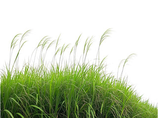 Serene Meadow: Lush Green Grass with Delicate White Flower Heads Swaying Gently in the Breeze
