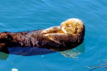 Sea Otter -8046