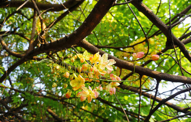 Fototapeta premium Yellow flower blossom under the tree (Cassia x nealiae . Irwin & Barnebe)