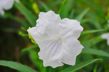 Obraz premium Close up shot of white flower blooming, Ruellia brittoniana Blanca